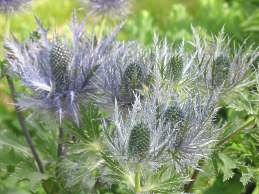 Edeldistel Mannstreu Eryngium