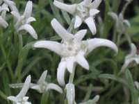 Edelweiß Blumen Leontopodium Alpinum