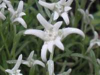 Edelwei Blumen Leontopodium Alpinum