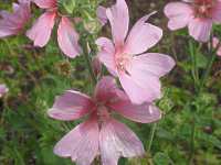 Eibisch Samtpappel Althaea Rosea