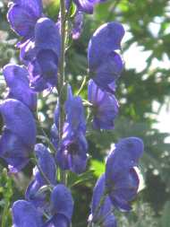 Blauer Eisenhut Aconitum Carmichaelii