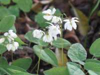 Elfenblume Epimedium youngianum "Niveum"