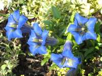 Pflege Enzian Pflanze Gentiana Acaulis