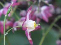 Elfenblume Epimedium Rubrum Grandiflorum