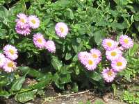 Berufskraut Erigeron Karvinskianus Aureus