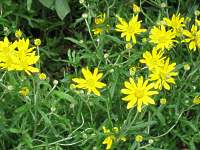 Eriophyllum Lanatum 