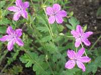 Reiherschnabel Erodium Cicutarium