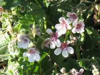 Erodium pelargoniflorum 