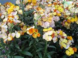 Erysimum Cheiri Goldlack Schnterich