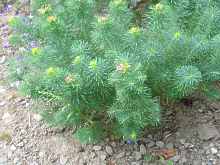 Garten Wolfsmilch Euphorbia Cyparissias