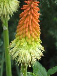 Fackellilie Kniphofia Uvaria Ensifolia