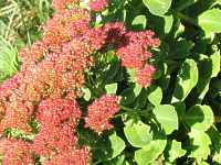 Fetthenne Sedum Telephium