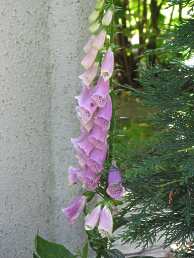 Fingerhut Digitalis Purpurea