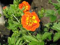 Fingerkraut Potentilla