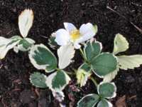 Ziererdbeere Walderdbeere Fragaria Vesca "Variegata"