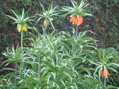 Fritillaria Imperialis Lutea Aurora