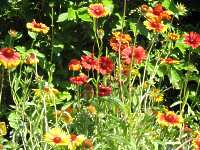 Gaillardia Pulchella Gaillardia Aristata