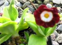 Garten Aurikel Standort Primula x Pubescens
