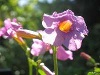 Gartengloxinie Incarvillea Delavayi