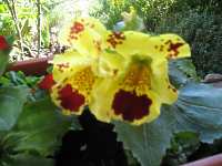 Affenblume Gauklerblume Mimulus Guttatus