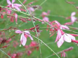 Gaura Lindheimeri Staude Rosa