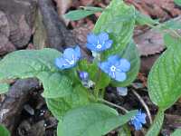 Frhlings-Gedenkemein Omphalodes Verna