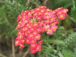 Gemeine Schafgarbe Achillea Millefolium