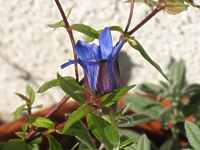 Enzian Gentiana Clusii