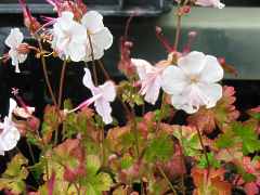 Geranium x cantabrigiense Biokovo