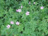 Storchenschnabel Geranium Endressii