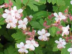 Felsen Storchschnabel Geranium Macrorrhizum Spessart