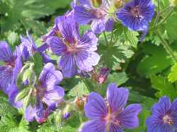 Pracht Storchschnabel Geranium  Magnificum Rosemoor
