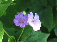 Knotiger Storchschnabel Geranium Nodosum Simon 