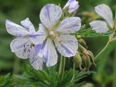 Wiesen Storchschnabel Geranium Pratense Splish Splash