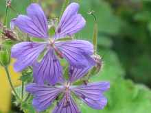 Geranium Renardii Philippe Vapelle