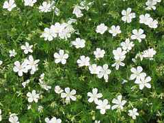 Geranium Sanguineum Album