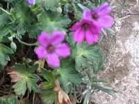 Blut Storchschnabel Geranium Sanguineum