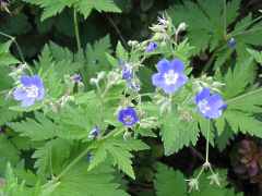 Wald Storchschnabel Geranium Sylvaticum Mayflower