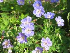 Storchschnabel Geranium Wallichianum Rozanne Jolly Bee