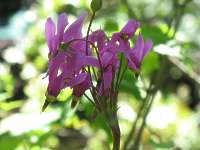 Gtterblume Pflege Standort Dodecatheon Meadia