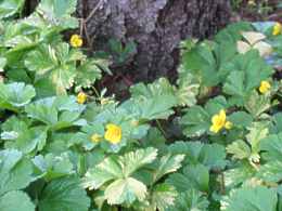 Waldsteinie Golderdbeere Waldsteinia Ternata Geoides Pflege Standort