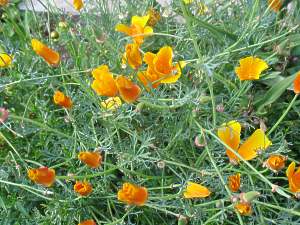 Kalifornischer Mohn Goldmohn Eschscholzia Californica