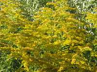 Kanadische Goldrute Solidago Canadensis