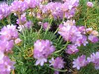 Grasnelke Armeria Maritima