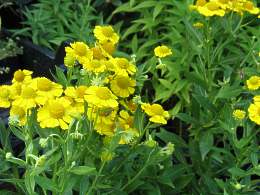 Helenium Autumnale Hybriden