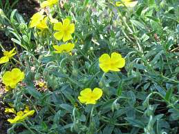 Gelbes Sonnenrschen Helianthemum Nummularium