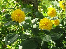  Stauden Sonnenblume Helianthus Decapetalus