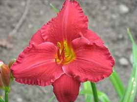 Hemerocallis Taglilie