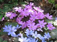 Hepatica Nobilis Pflanzen