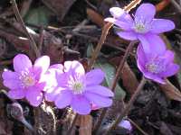 Leberblümchen Hepatica Nobilis